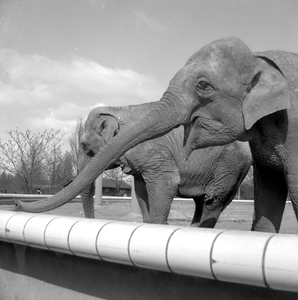 837232 Afbeelding van de olifanten in de Diergaarde Blijdorp te Rotterdam.